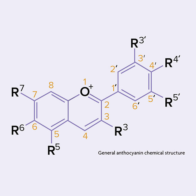 Anthocyanins - The Power of Purple